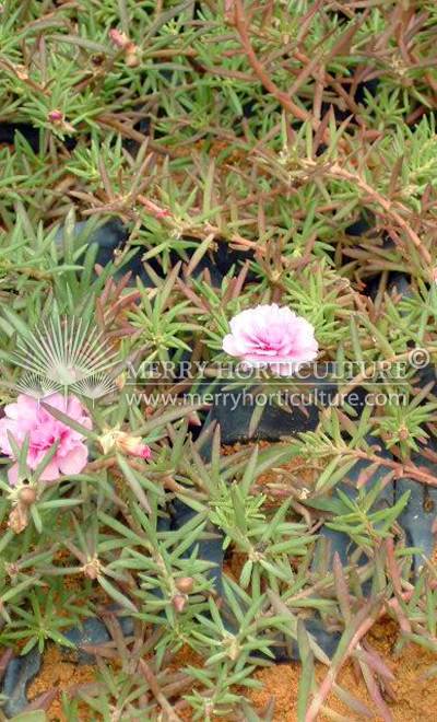 portulaca grandiflora